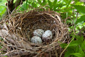 cardinal egg identification