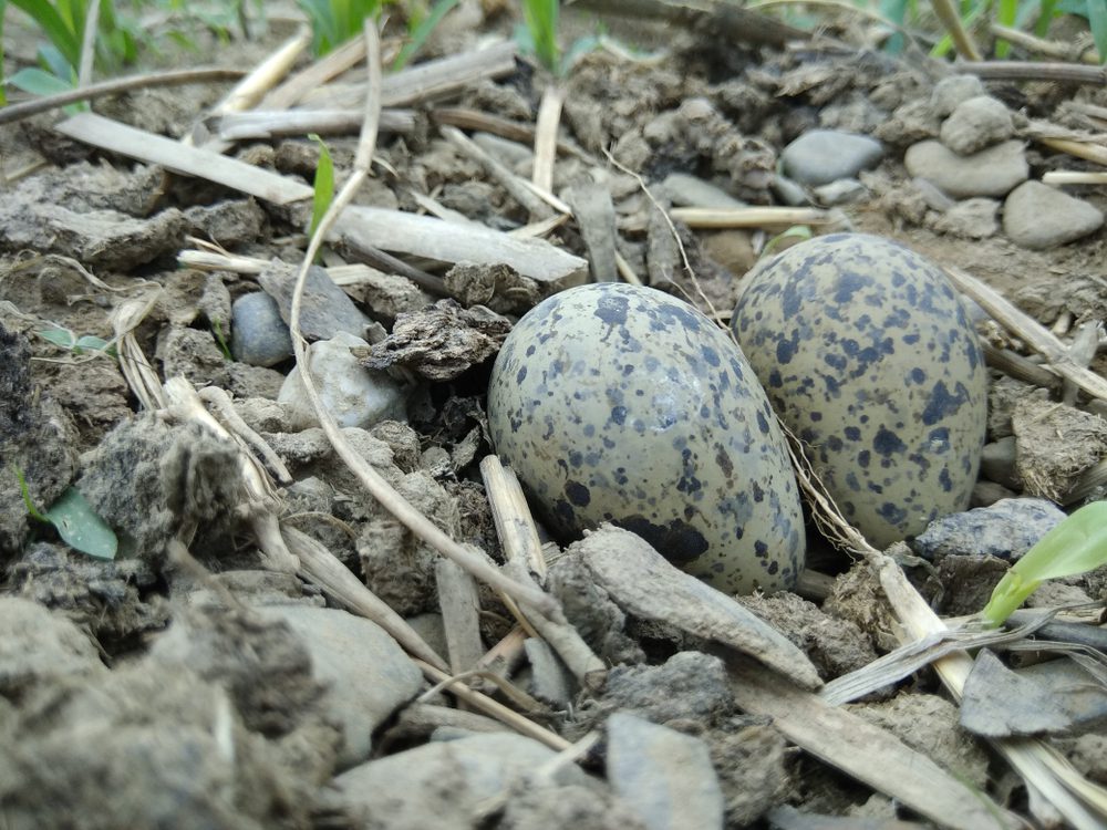 cardinal bird eggs identification